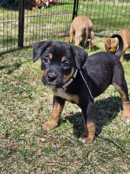Tiger Lily Newark, an adoptable Bernese Mountain Dog in Rockaway, NJ