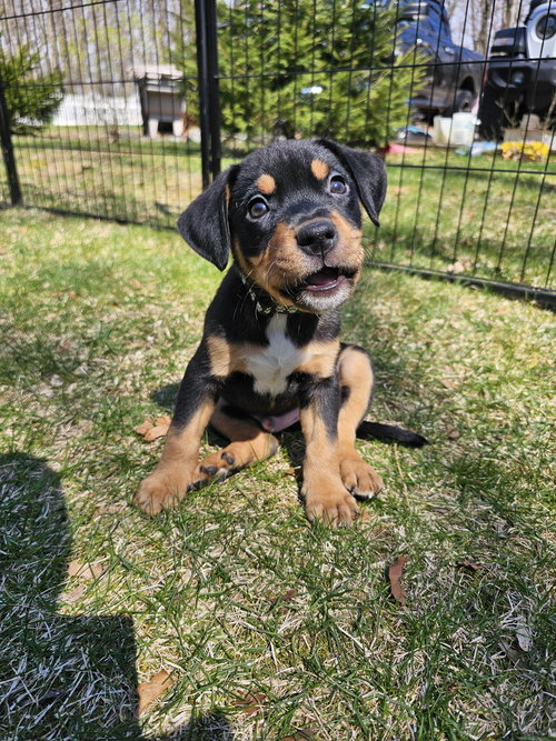 Storm Newark, an adoptable Bernese Mountain Dog in Rockaway, NJ