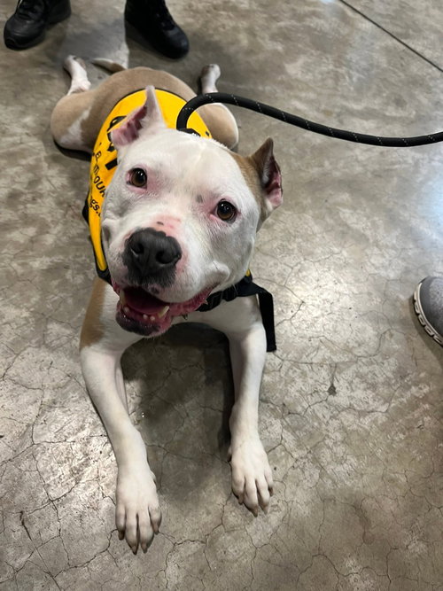 Cain Athens, an adoptable American Pit Bull Terrier in Rockaway, NJ