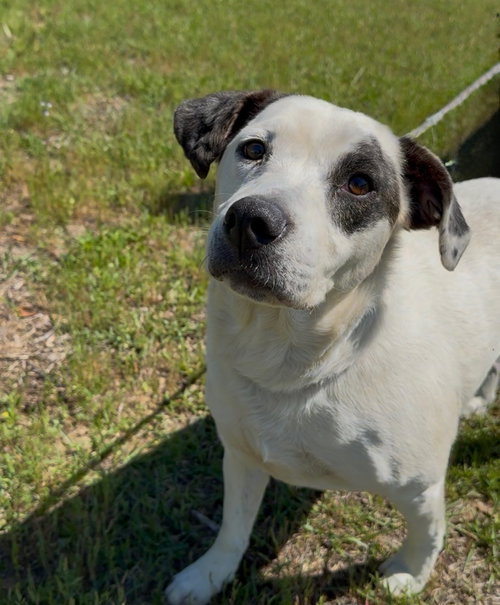Layla Dixon, an adoptable Hound in Rockaway, NJ