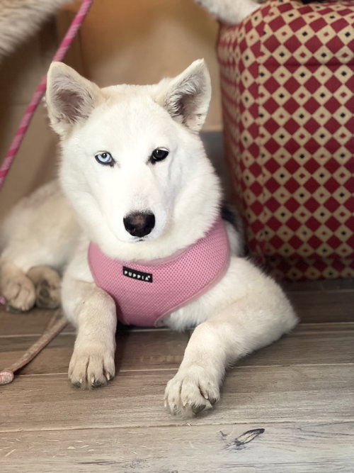 Meesha Lonestar*