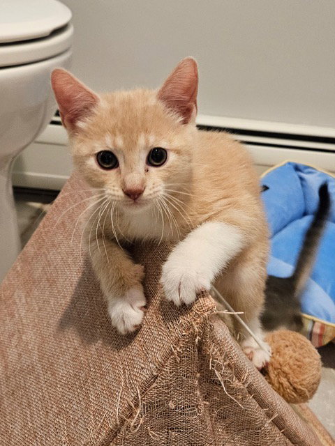 Freddie KITTEN, Baby Domestic Short Hair (short coat), cat for adoption in Clifton, New Jersey