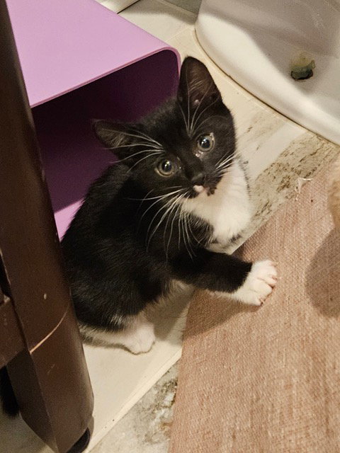 Ozzy KITTEN, Baby Domestic Short Hair (short coat), cat for adoption in Clifton, New Jersey