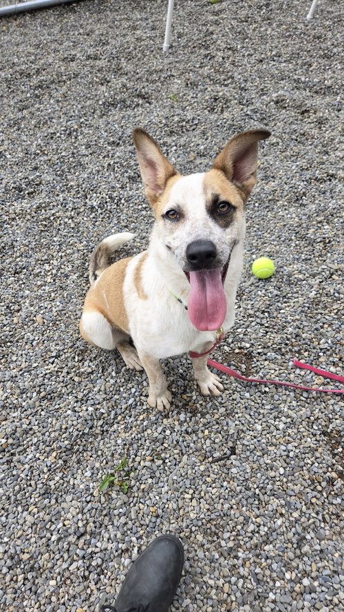Misty GCH, an adoptable Australian Cattle Dog in Rockaway, NJ
