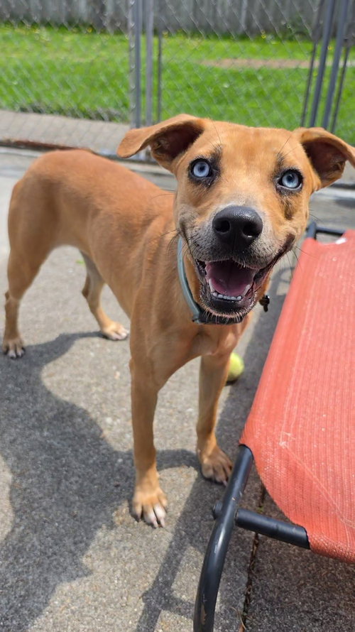 Gretal GCH, an adoptable Mountain Cur in Rockaway, NJ