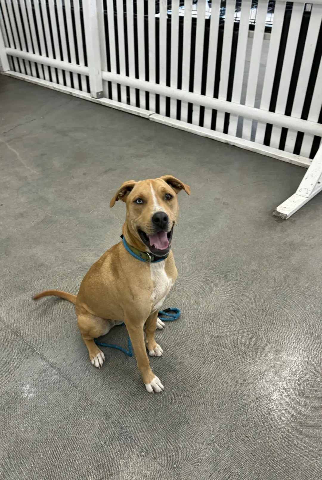 Kianna Rds - Pit Bull Terrier