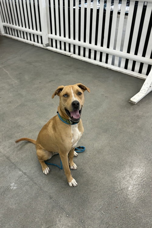 Kianna RDS, an adoptable Pit Bull Terrier in Rockaway, NJ