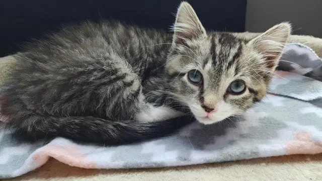 Flynn Kitten Rm image 1