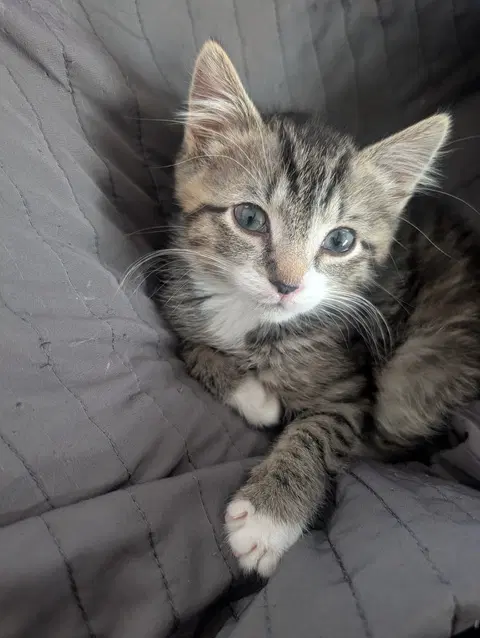 Flynn Kitten Rm image 2