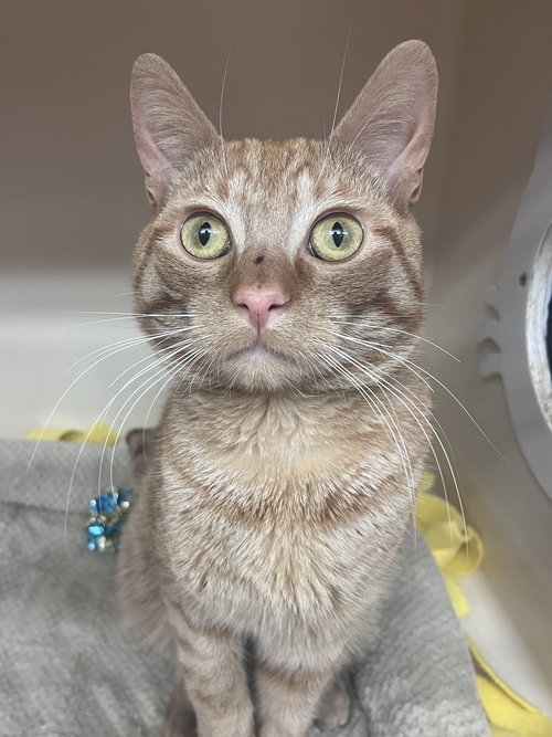 Chester Cheeto RM, an adoptable Domestic Short Hair in Rockaway, NJ