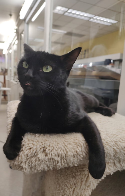Luna RM, Young Domestic Short Hair (short coat), cat for adoption in New Rochelle, New York