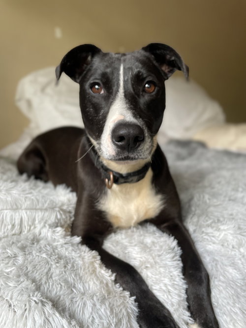 Lila Dixon, an adoptable Pit Bull Terrier in Rockaway, NJ