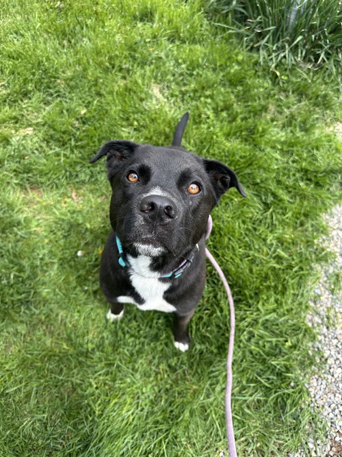 Smoochie Dixon, an adoptable Labrador Retriever in Rockaway, NJ