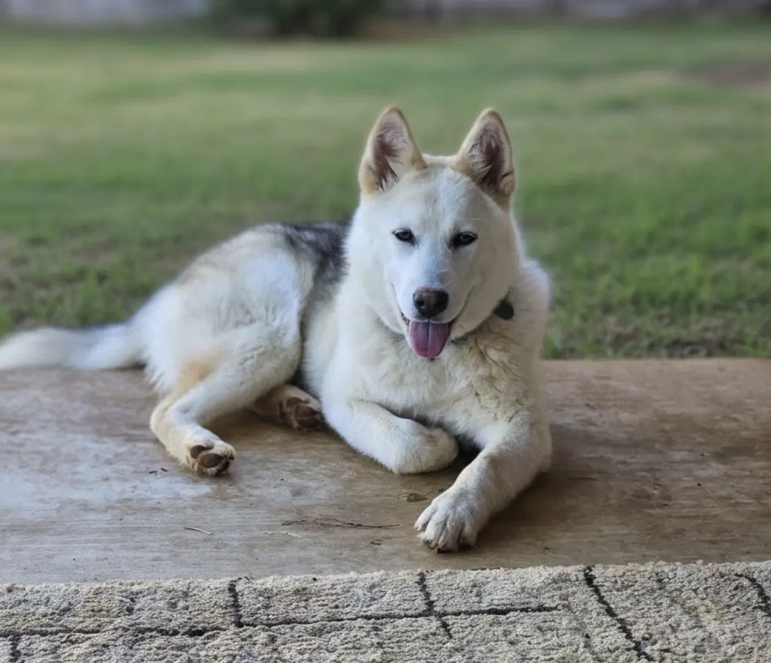 Marsha Lonestar - Siberian Husky