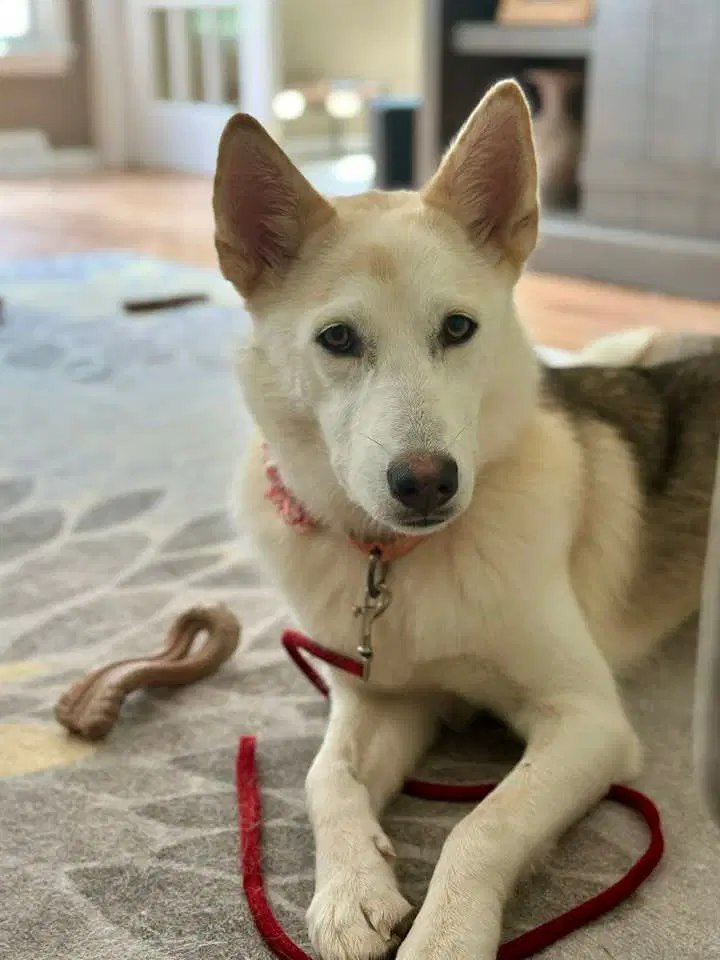Marsha Lonestar - Siberian Husky