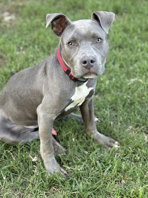 Felix Lonestar, an adoptable Pit Bull Terrier in Rockaway, NJ
