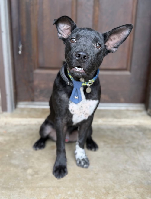 Henry Louis Lonestar