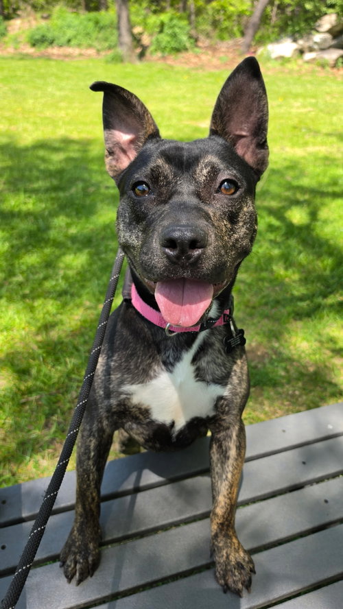 Acadia Dixon, an adoptable American Staffordshire Terrier in Rockaway, NJ