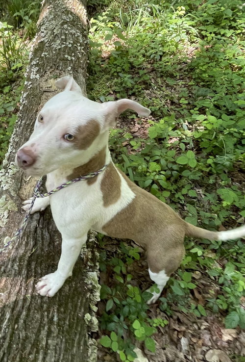 Toby Dixon, an adoptable Pit Bull Terrier in Rockaway, NJ