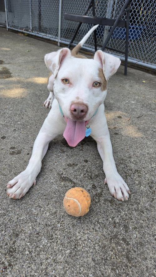 Toby Dixon, an adoptable Pit Bull Terrier in Rockaway, NJ