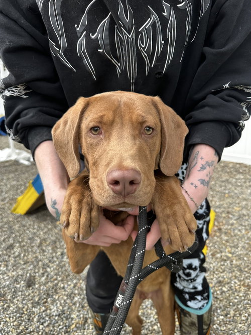 Peanut Butter Dixon, an adoptable Hound in Rockaway, NJ