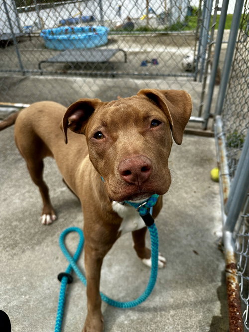 Frankie Dixon, an adoptable Pit Bull Terrier in Rockaway, NJ