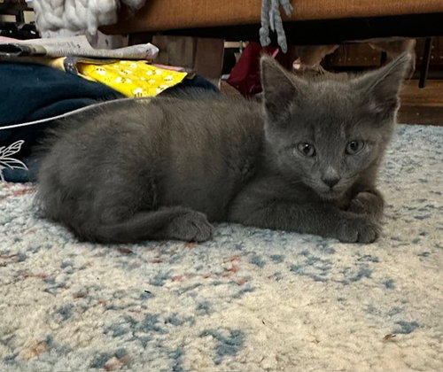 Lavender's Ash KITTEN, an adoptable Domestic Short Hair in Rockaway, NJ