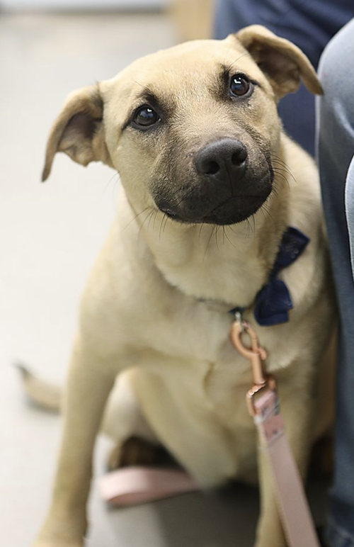 Lena Lizman, an adoptable Black Mouth Cur in Rockaway, NJ