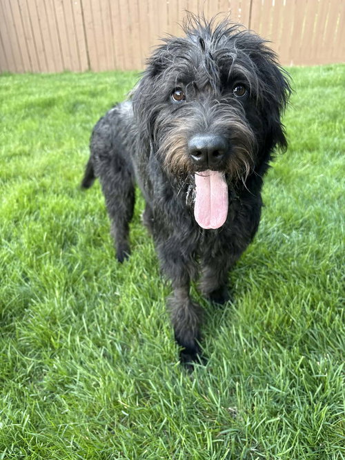 Murphy NJ, an adoptable Poodle in Rockaway, NJ