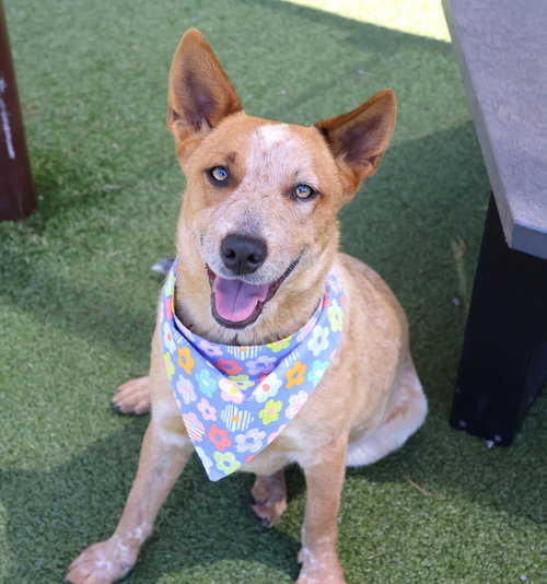 Ella Athens, an adoptable Australian Cattle Dog in Rockaway, NJ