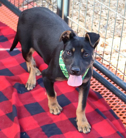 Nillie Athens, an adoptable Shepherd in Rockaway, NJ