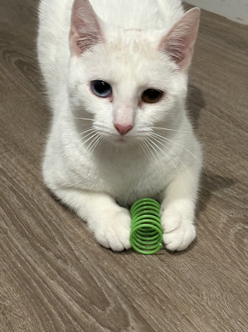 Snow KITTEN, an adoptable Domestic Short Hair in Rockaway, NJ