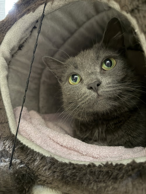 Lavender RPS, Adult Domestic Short Hair (short coat), cat for adoption in New Rochelle, New York
