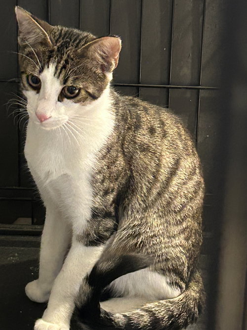 Muffin, Young Domestic Short Hair (short coat), cat for adoption in New Rochelle, New York