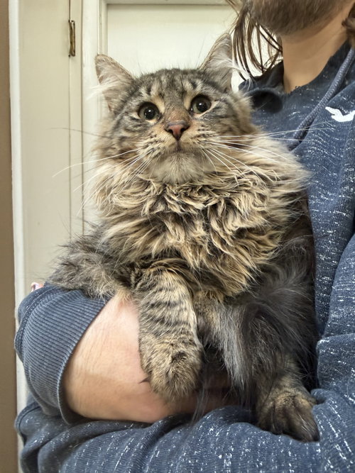Daffodil KITTEN, Young Domestic Short Hair (long coat), cat for adoption in New Rochelle, New York