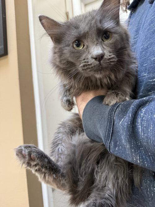 Hyacinth KITTEN, Young Domestic Short Hair (long coat), cat for adoption in New Rochelle, New York