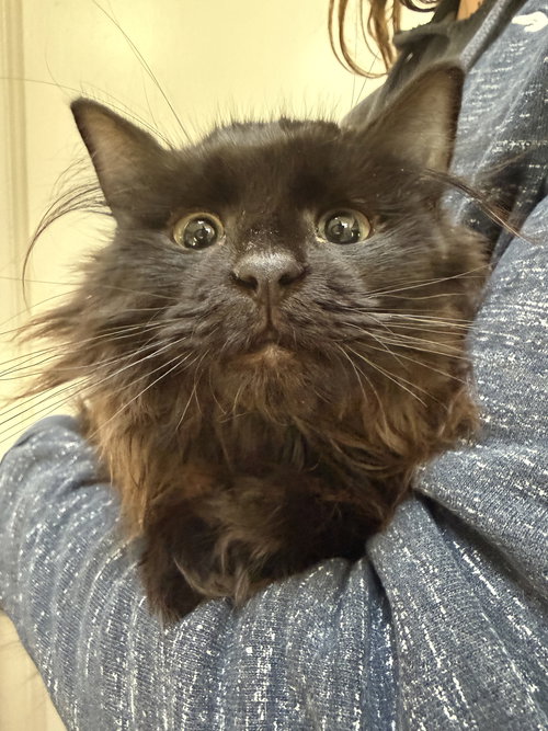 Poppy KITTEN, Young Domestic Short Hair (long coat), cat for adoption in New Rochelle, New York