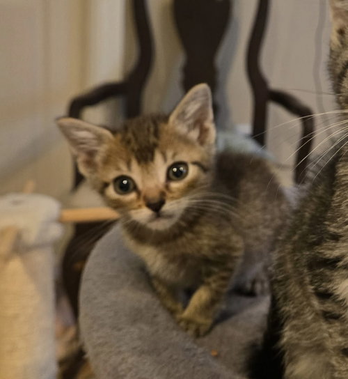 Sucre's Smalls KITTEN, Baby Domestic Short Hair (short coat), cat for adoption in New Rochelle, New York