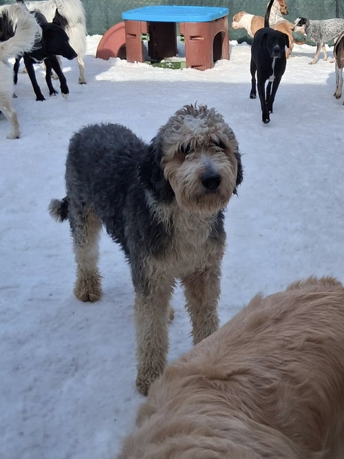 XP Chase, an adoptable Poodle in Rockaway, NJ