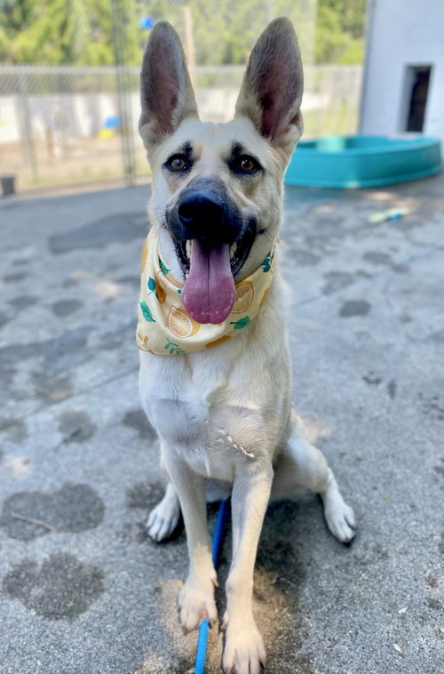 Macaroni GCH, an adoptable German Shepherd Dog in Rockaway, NJ