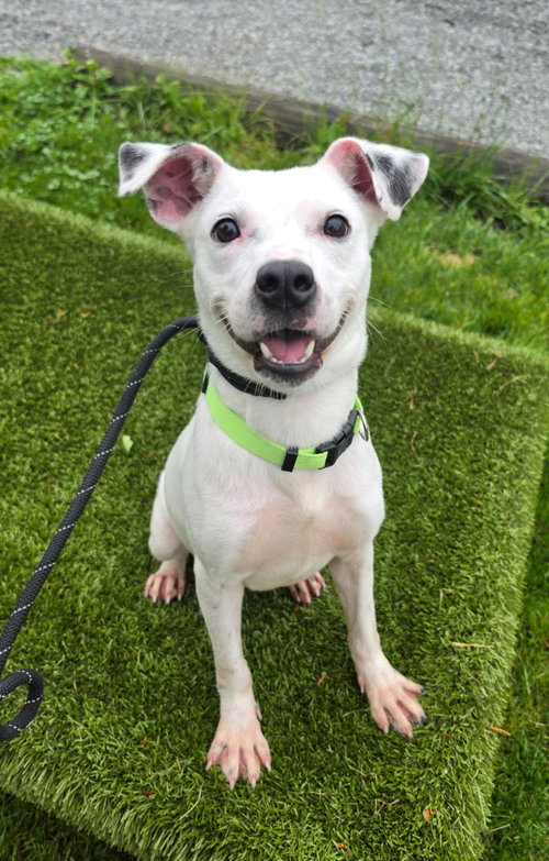 Pongo GCH, an adoptable Jack Russell Terrier in Rockaway, NJ