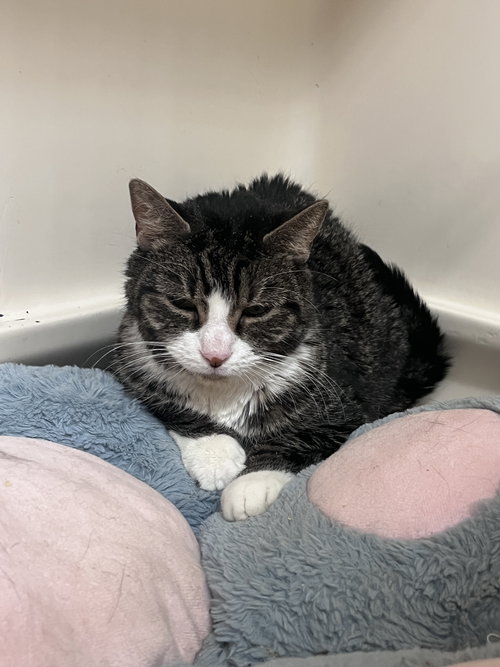 Mildred RM, Senior Domestic Short Hair (short coat), cat for adoption in New Rochelle, New York