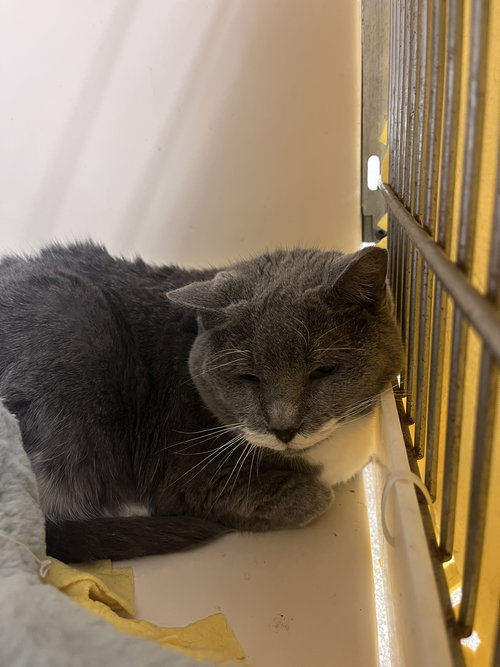 Mabel RM, Senior Domestic Short Hair (short coat), cat for adoption in New Rochelle, New York