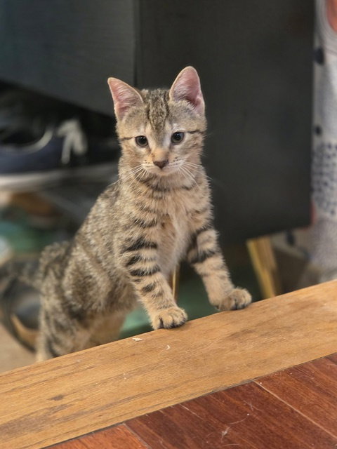 Bunny's Jellybean KITTEN, an adoptable Domestic Short Hair in Rockaway, NJ