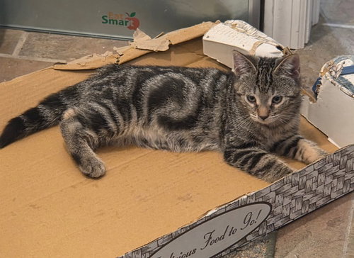 Bunny's Peep KITTEN, Baby Domestic Short Hair (short coat), cat for adoption in New Rochelle, New York