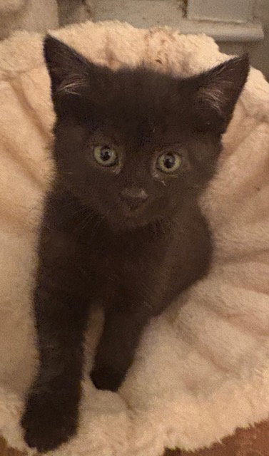 Raven KITTEN, Baby Domestic Short Hair (short coat), cat for adoption in New Rochelle, New York