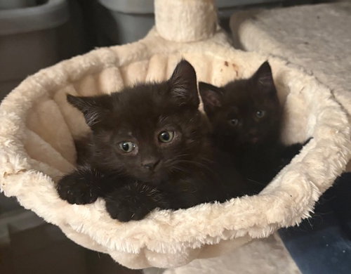Photo 6 of Raven KITTEN