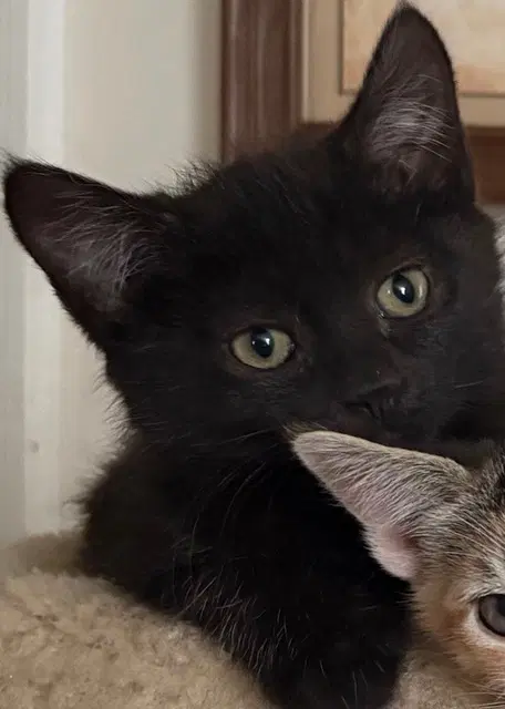 Raven Kitten image 4