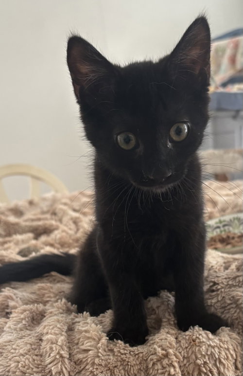 Raven KITTEN, Baby Domestic Short Hair (short coat), cat for adoption in Passaic, New Jersey