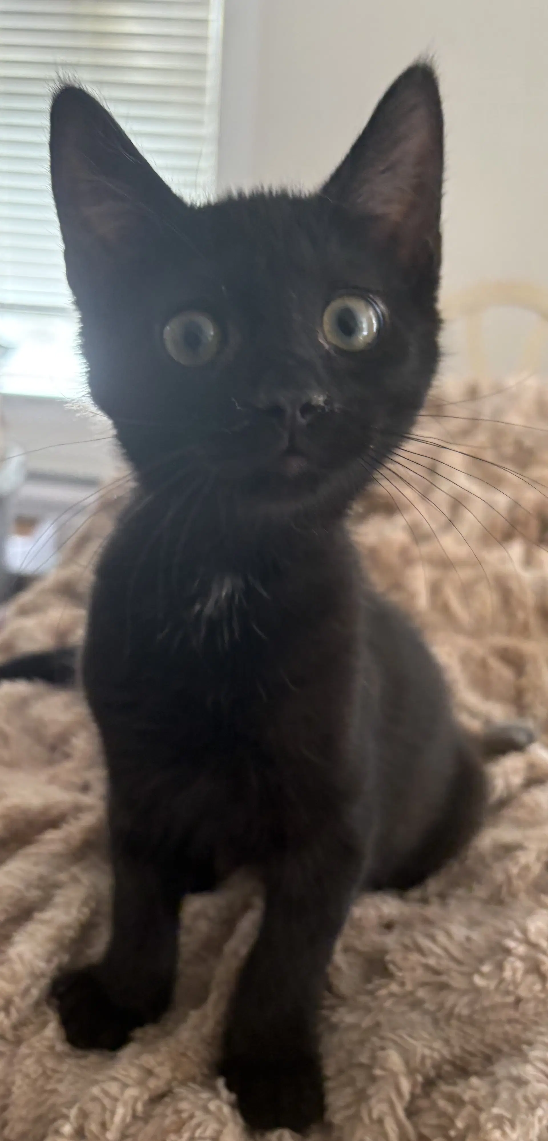 Raven Kitten image 3